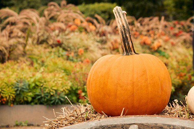 Photo pumpkins at outdoor farmer market pumpkin patch halloween decor with various pumpkins autumn