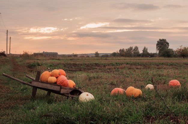 Photo pumpkins outdoor