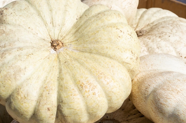 Pumpkins in a pumpkin patch in fall on a farm