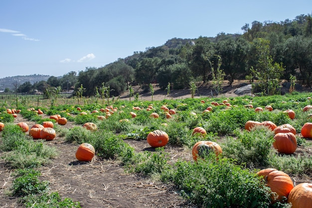 Pumpkins in a pumpkin patch in fall on a farm