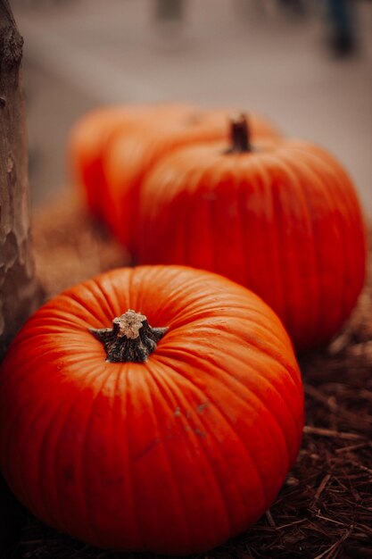 Pumpkins for sale at an outdoor market in autumn season