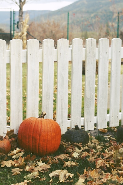 Pumpkins Sitting Against Fence