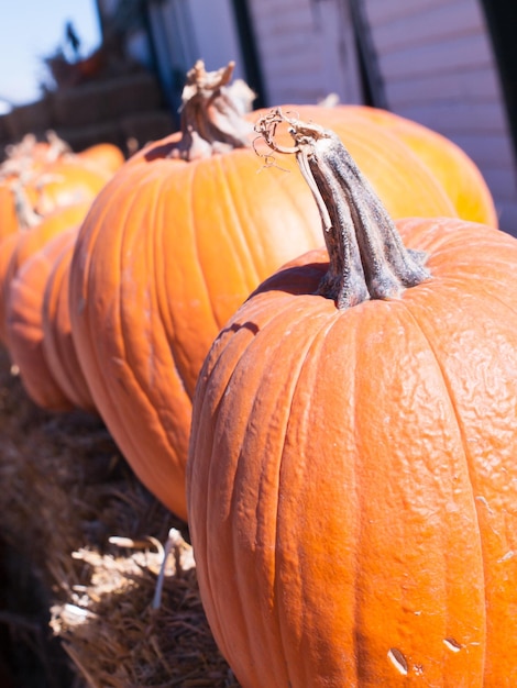 Pumpkins sitting on a bail of straw.