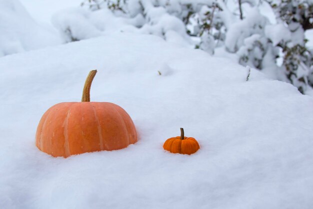 Foto zucche nella neve