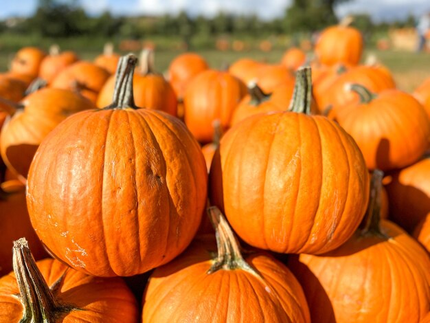 Pumpkins stengels in het veld tijdens de oogst tijd in de herfst halloween voorbereiding Amerikaanse boerderij