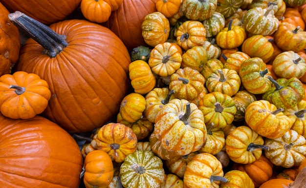 Photo pumpkins of a variety of different pumpkins with different colors and sizes concept of halloween