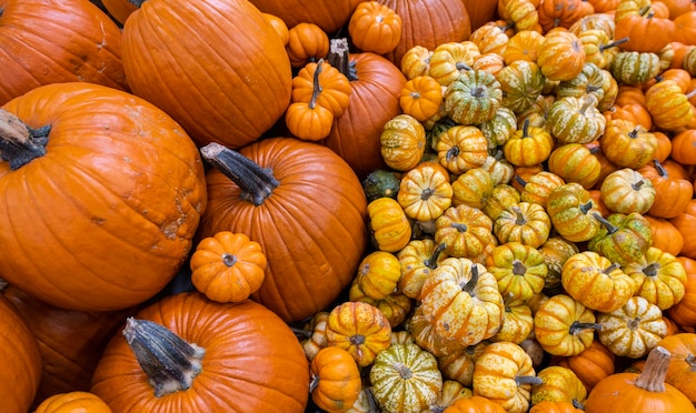 Foto zucche di una varietà di zucche diverse con diversi colori e dimensioni concetto di halloween