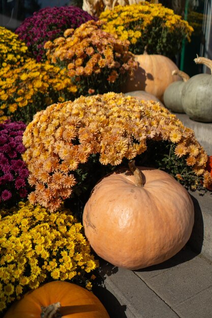 農園で秋の花を ⁇ かせている南瓜