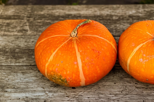 Pumpkins with beautiful patterns and natural motifs can be used for Halloween it's really charming