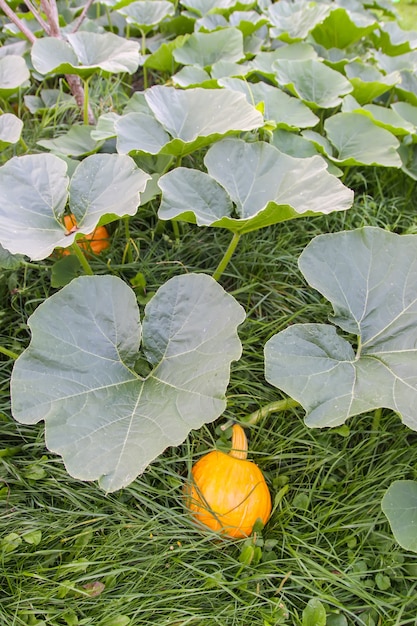 Pumpkins with large leaves growing in a garden