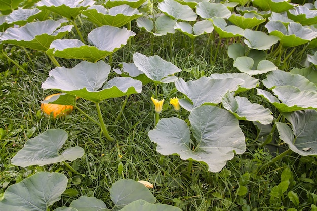 Pumpkins with large leaves growing in a garden