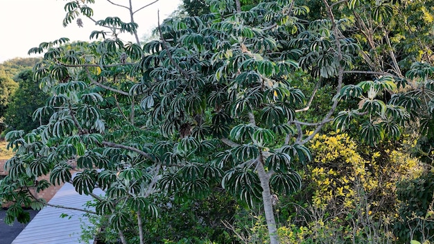 Photo pumpwood plant leaves