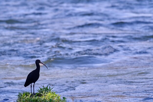 Puna Ibis Plegadis ridgwayi