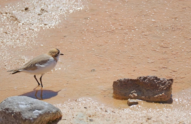 Puna Plover Bird Walking on the Shore of Chaxa Lagoon in Salar de Atacama Salt Flat in Chile