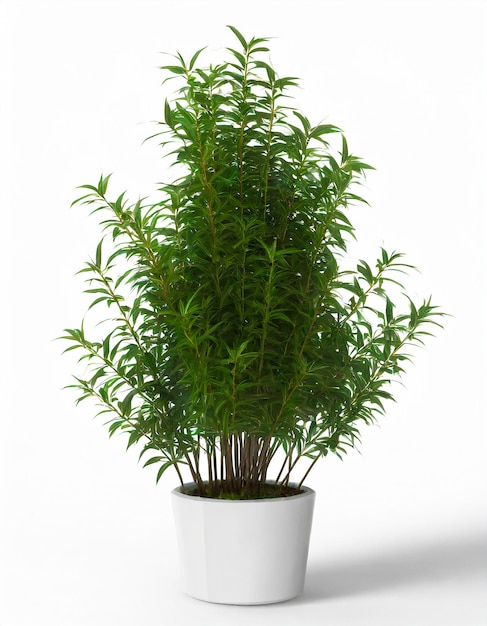 punch of green fern leaves on a white background