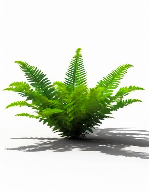 punch of green fern leaves on a white background