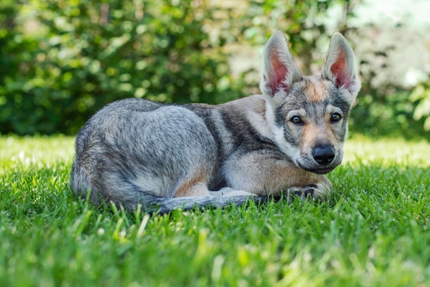 Pup op het gras