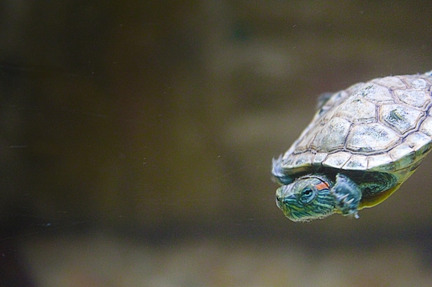 Photo puppie turtle swimming