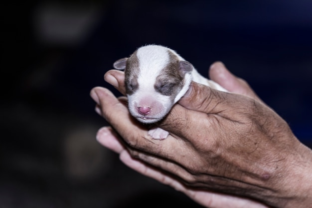 Puppies on 2 hands