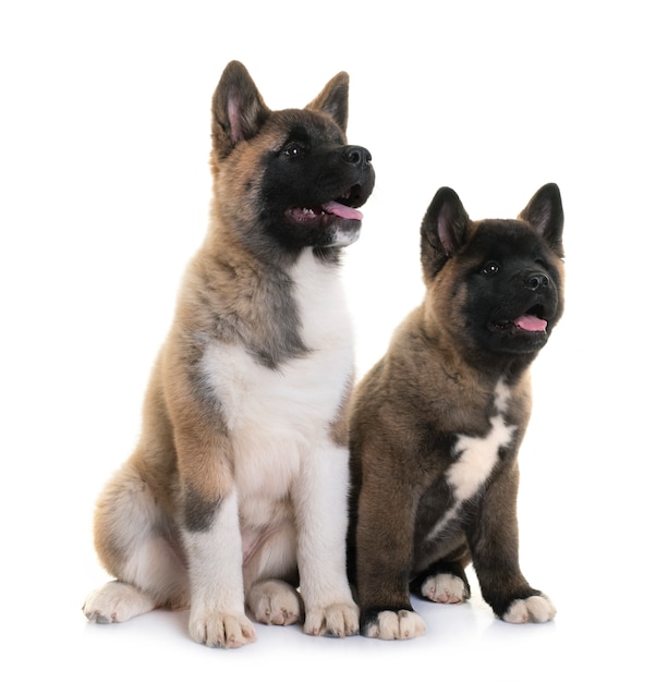 Puppies american akita