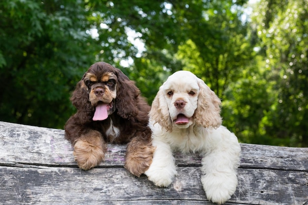 Photo puppies american cocker spaniel with cute faces looking at the camera. dogs in nature.