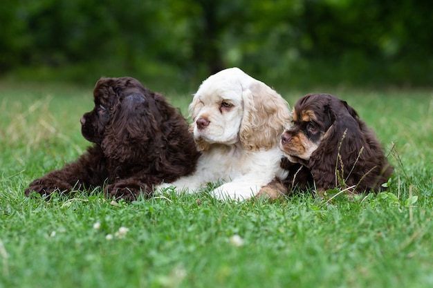 写真 草の上にかわいい銃口を持つ子犬のアメリカン・コッカー・スパニエル。