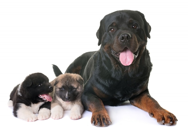 puppies Amerikaanse akita en rottweiler