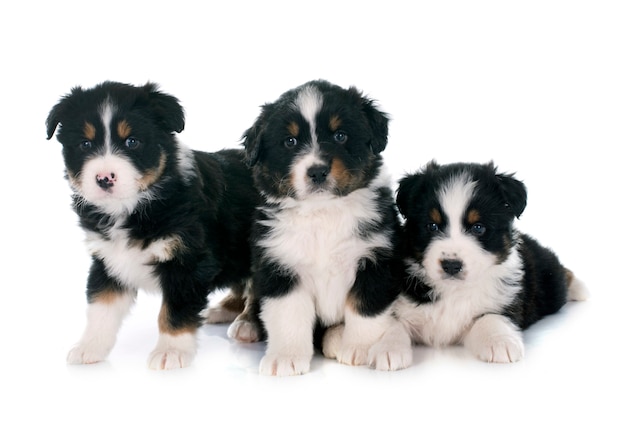 puppies australian shepherd