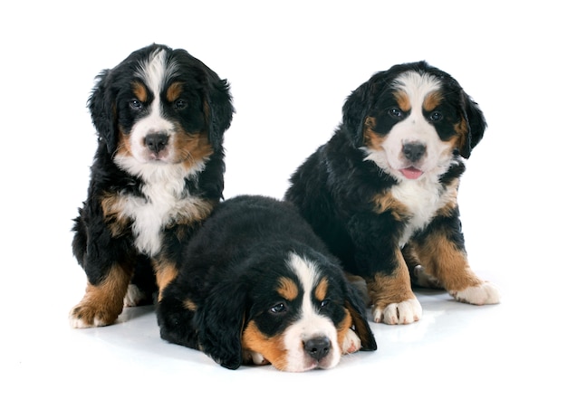 Cuccioli di cane bernese moutain