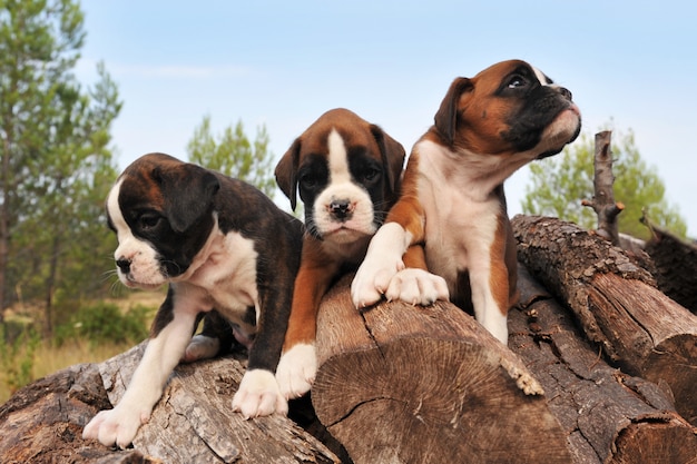 Puppies boxer