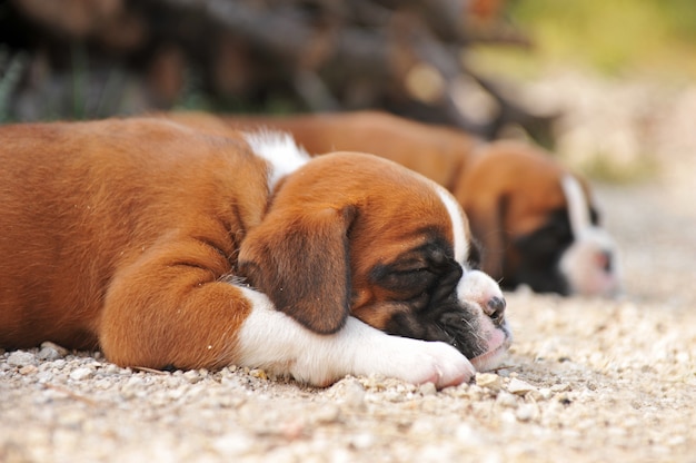 Puppies boxer