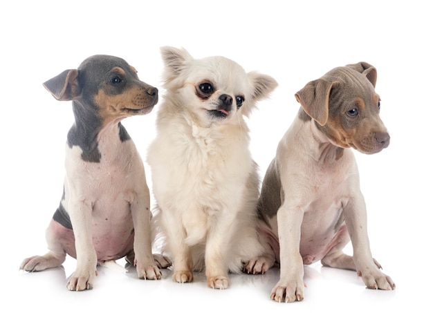 子犬ブラジルテリアとチワワ