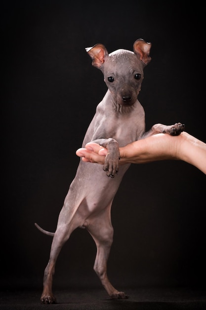 アメリカン・ヘアレス・テリアの子犬