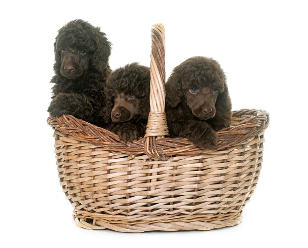 puppies brown poodles