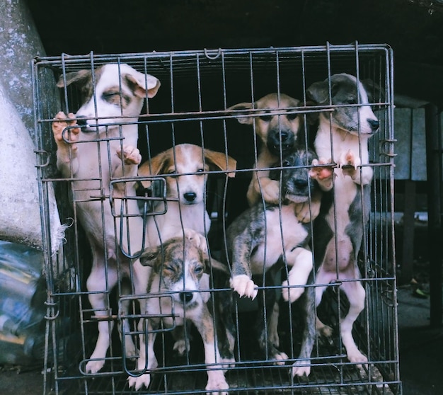 Puppies in cage