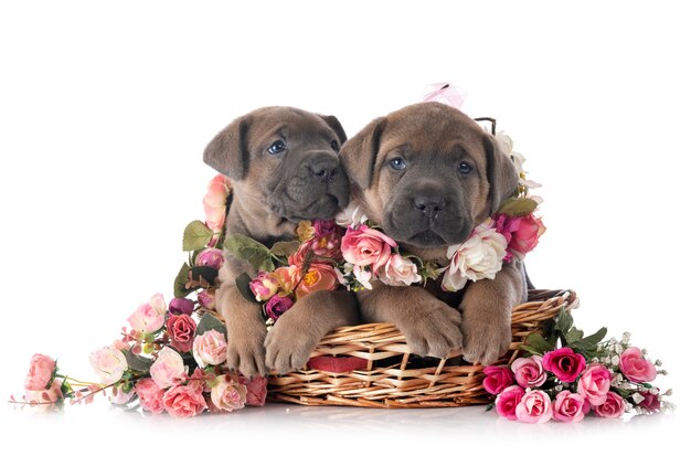 Puppies cane corso isolated on white background