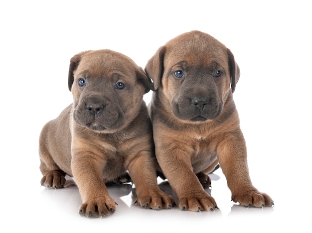 Puppies cane corso on a white background