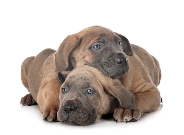 Puppies cane corso