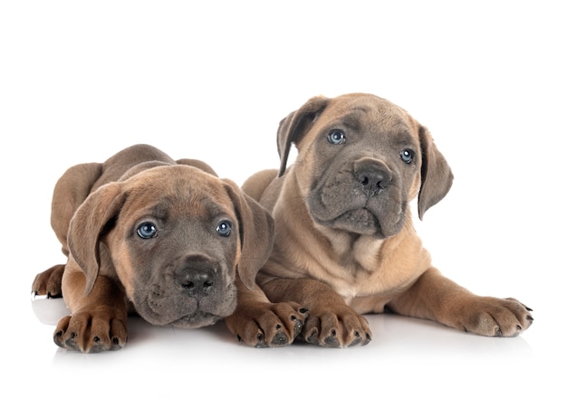 Puppies cane corso