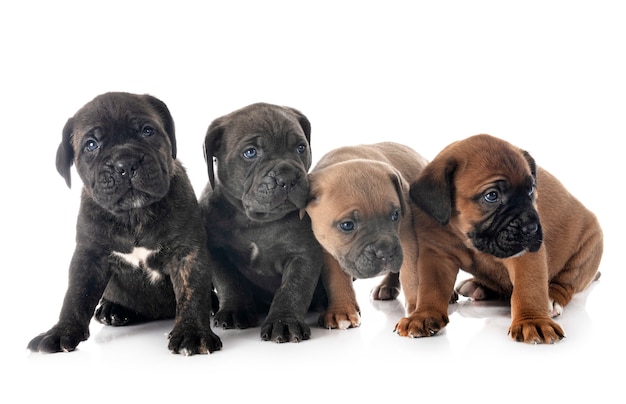 Puppies cane corso