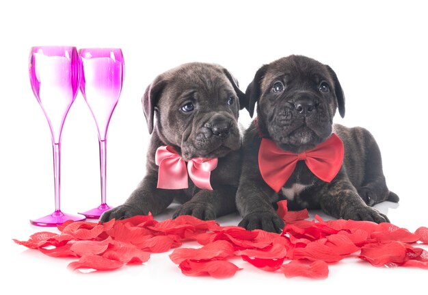 puppies cane corso