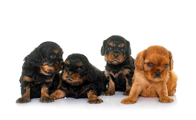 Puppies cavalier king charles