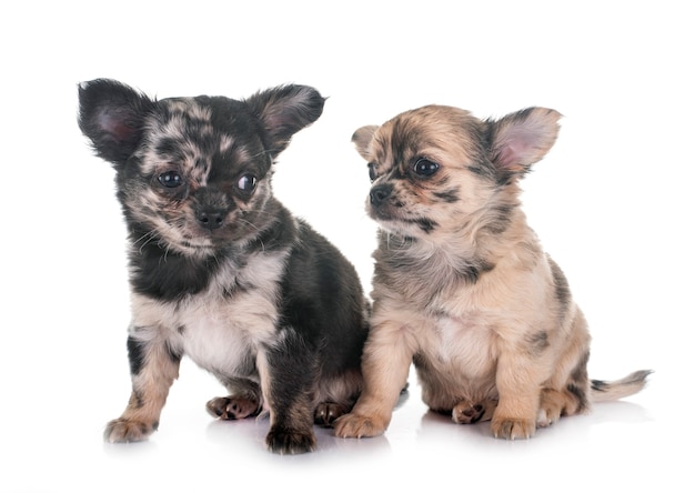 Puppies chihuahua in front of white background