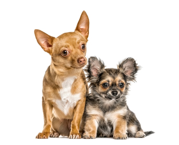 Puppies chihuahua sitting, isolated on white