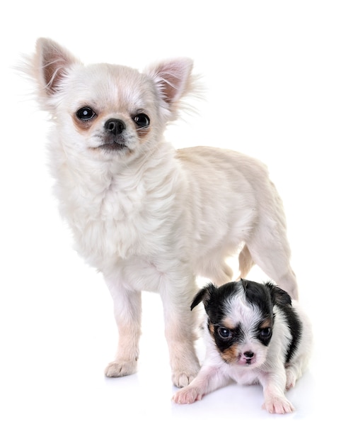 Chihuahua dei cuccioli in studio