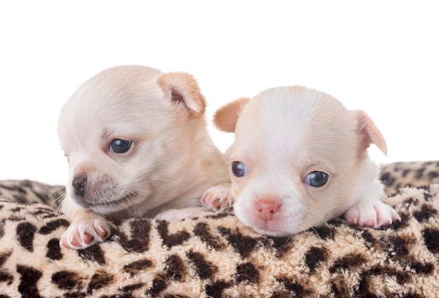 puppies chihuahua in studio