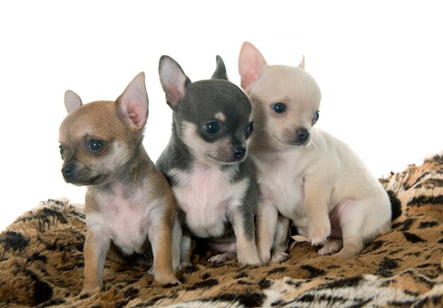 puppies chihuahua