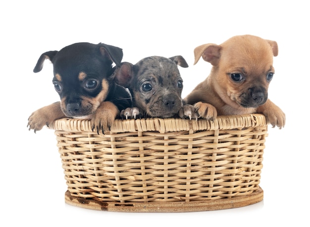 Puppies chihuahuas 