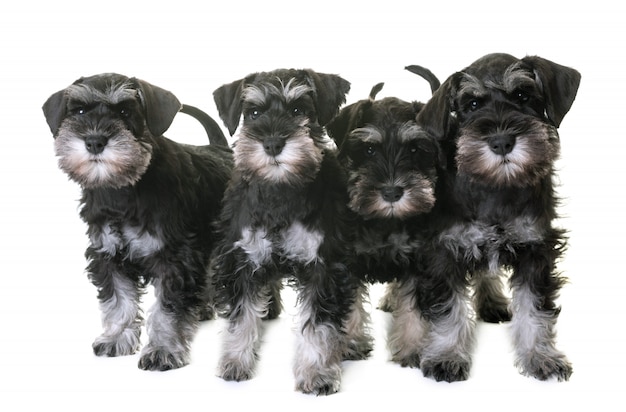 puppies dwergschnauzer