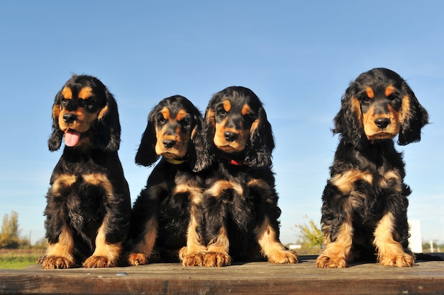 Photo puppies english cocker